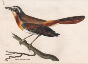 965 The Rufous-breasted Warbler